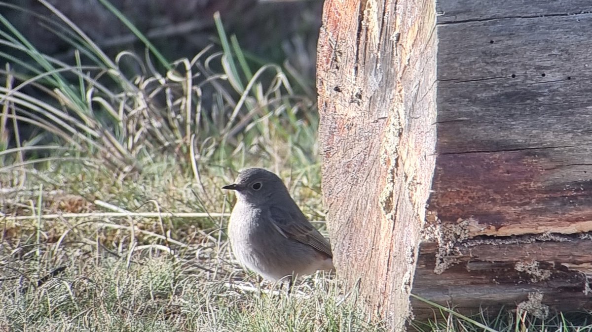 Oli Beacock (@oli_beacock) on Twitter photo Nice trip out to the Lincs coast today. Started off with a dapper drake Garganey and a Spoonbill at Anderby Marsh followed by the Black Redstart at Gibraltar Point which was otherwise pretty quiet save for 3 Chiffchaffs in the dunes <a href="/Lincsbirding/">Lincsbirding</a> <a href="/LWTWildNews/">LWT Wild News</a> Nice trip out to the Lincs coast today. Started off with a dapper drake Garganey and a Spoonbill at Anderby Marsh followed by the Black Redstart at Gibraltar Point which was otherwise pretty quiet save for 3 Chiffchaffs in the dunes <a href="/Lincsbirding/">Lincsbirding</a> <a href="/LWTWildNews/">LWT Wild News</a>