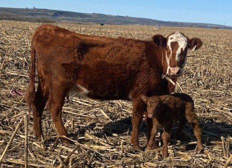 TheDailyCowman's tweet photo. Getting some pretty colorful steak seeds on this #SundayFunday
#SpringCalving2025 https://t.co/mDI1YAzkZr