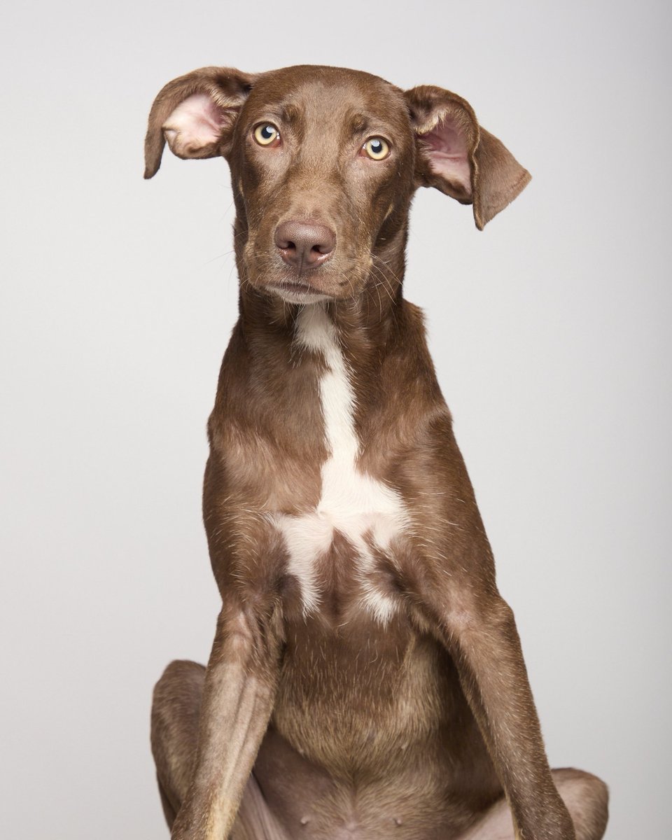 #Nutella en adopción 
Lima Perú 🇵🇪 
Luego de 3 semanas está más que lista y totalmente recuperada. Ya está esterilizada, vacunada, desparasita. Tiene 10 meses pesa 15kg y será mediana. Es Nobel, le encanta los perritos, es tranquila, un amor ! 
Info: 912 015 590 
Dale RT 🙏🏽