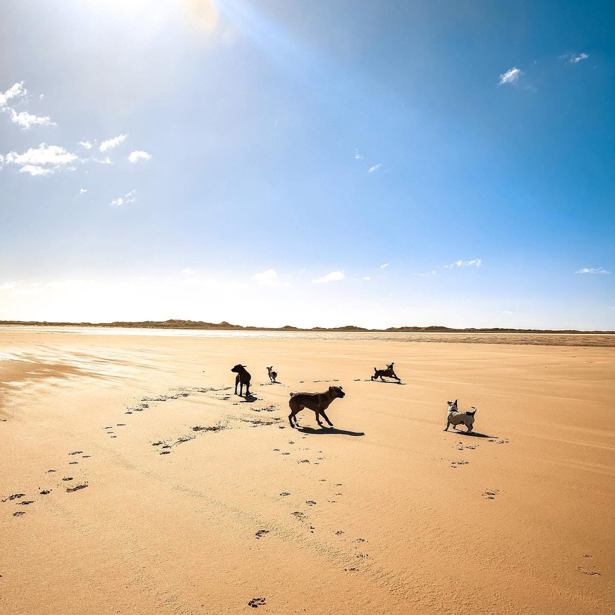 My grandfurs 🐶🐶🐶🐶🐶❤️ #btposse #holyisland #lindisfarne #northshore