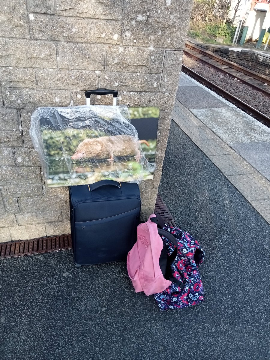Robyn Grant (@robynannegrant) on Twitter photo Finally on route home after a 6 day data collection trip and 6 day conference stint, at 2 conferences... And check out that amazing whiskered print from <a href="/Mammal_Society/">Mammal Society</a> photo comp i got 😃 Finally on route home after a 6 day data collection trip and 6 day conference stint, at 2 conferences... And check out that amazing whiskered print from <a href="/Mammal_Society/">Mammal Society</a> photo comp i got 😃