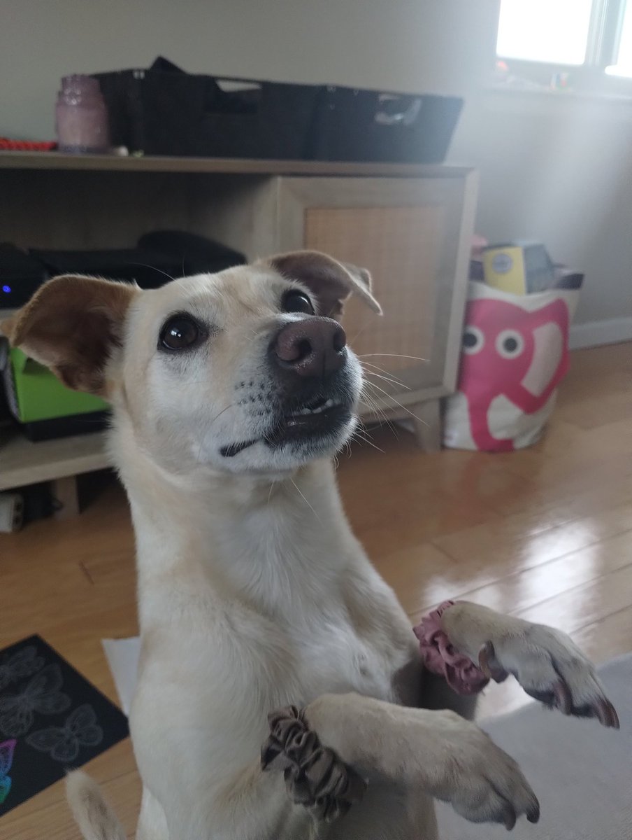 Hey pals! 😄 👋 Who likes my scrunchies? 💕 I don't have long enough hair for a pony, so they're bracelets instead! 🤩 😂 🐕 #DogsOfTwitter #DogsOfX #CutePup