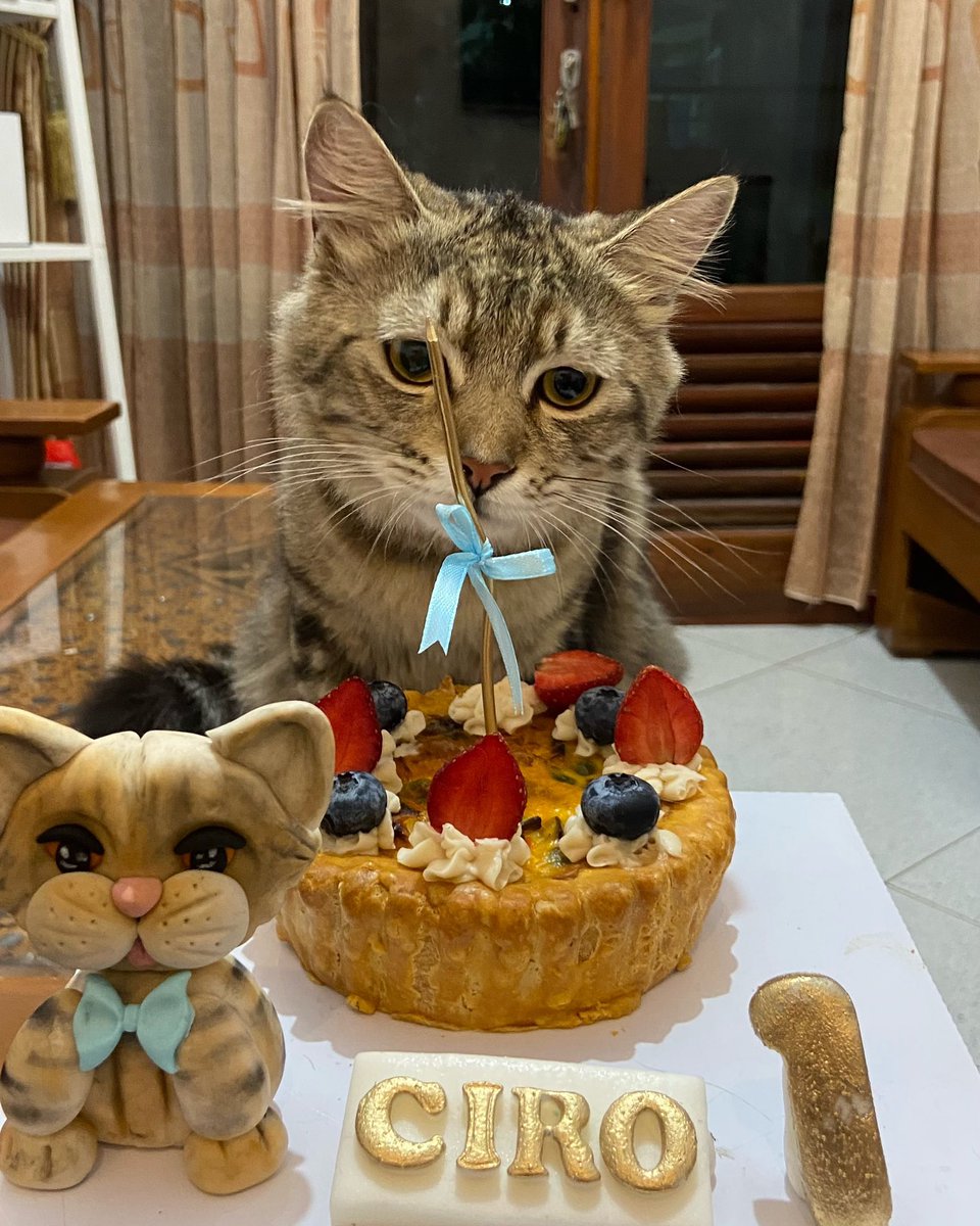 My baby, happy birthday. 🐈🤍