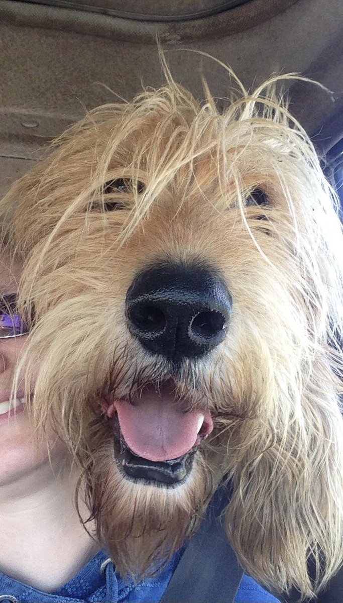 MissASMS's tweet photo. @SheRa_Marley Here’s our muppet of a dog. He makes us laugh! https://t.co/n3WlUmCk9G