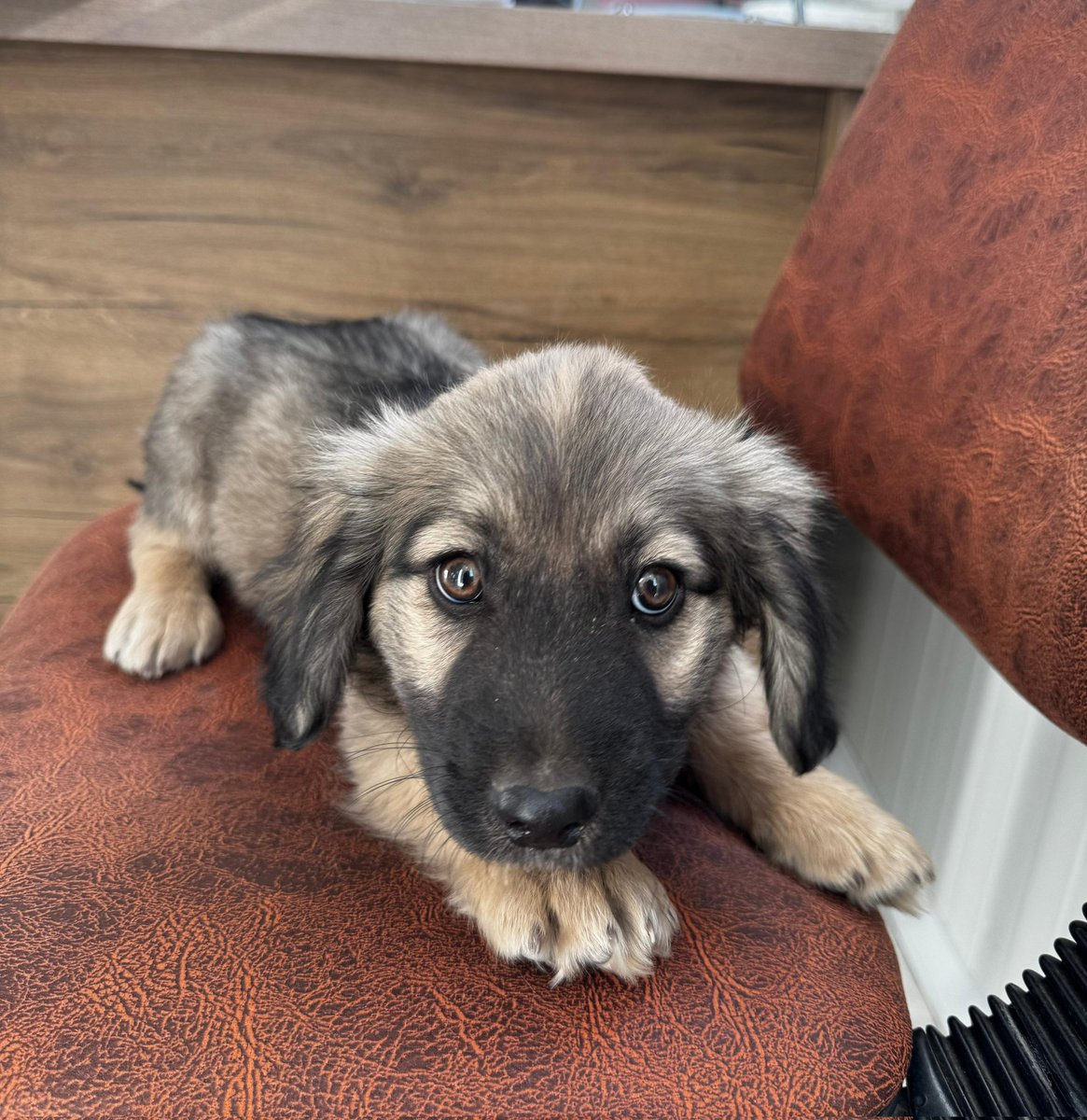 Ben cips.
Karamel in bir diğer çocuğu.. 
Depremde yıkılan bir binanın, bahcesinde çadırın içinde merhaba dedim bu hayata.
Ama asıl hikayem 30 gunlukken annemden ayrılınca başladı.Beni sahiplenen kişi hergun günde 3 defa yikamasina rağmen,hala köpek kokuyor diye geri getirdi+