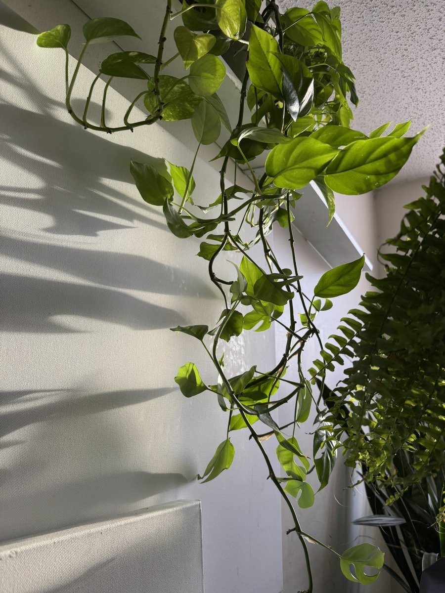 digitalfemme's tweet image. Light and shadows 🪴☀️
#notAI
