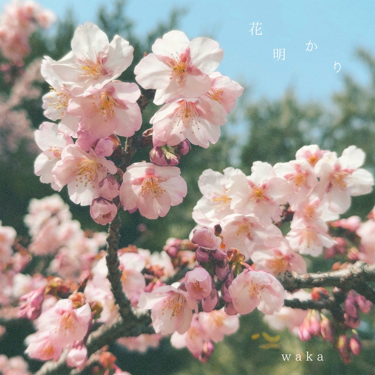 2025.4.1 

13th Single 「花明かり」

デジタルリリースいたしました🌸

春、新たな一歩を踏み出す貴方へ
大切に聴いて欲しい唄をかきました

沢山の方に届きますように！
linkco.re/GYt1sEAQ