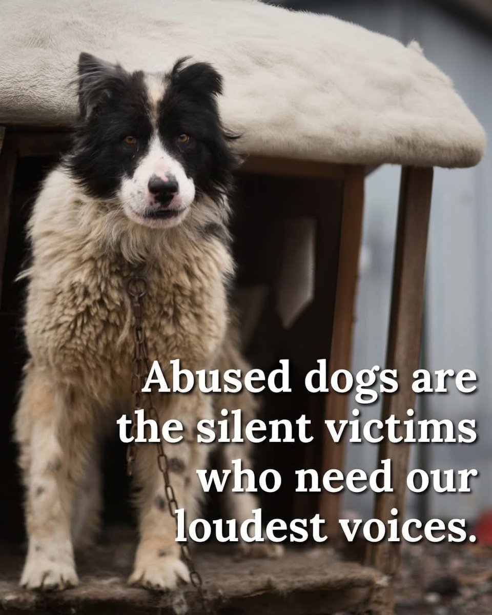 DogLovers03's tweet photo. https://t.co/bY9s29trwJ