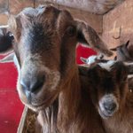 Photo by Butterfield Acres (@ButterfieldAcrs)