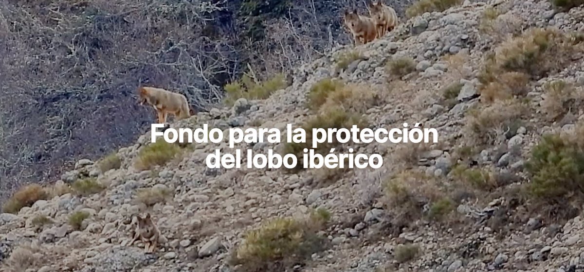 El 22 de abril, #DíaDelaTierra, la Plataforma para la Defensa de la Plataforma para la Defensa de la Cordillera Cantábrica (PDCC) pondrá en marcha un crowdfunding en favor del lobo ibérico: fondolobo.org ¡Estaremos pendientes para difundir y apoyar esta iniciativa!