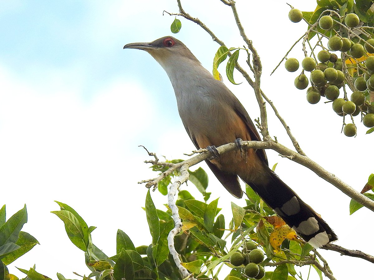 Finally added up sps seen in Dominican Rep earlier in March. 41 sps, 13 lifers (6 endemics) in the Bayahibe area. Beautiful country &amp; stunning wildlife. One of my faves - the Hispaniolan Lizard-Cuckoo 🇩🇴 #birding #dominicanrepublicbirding #birds #birdphotography #BirdsSeenIn2025