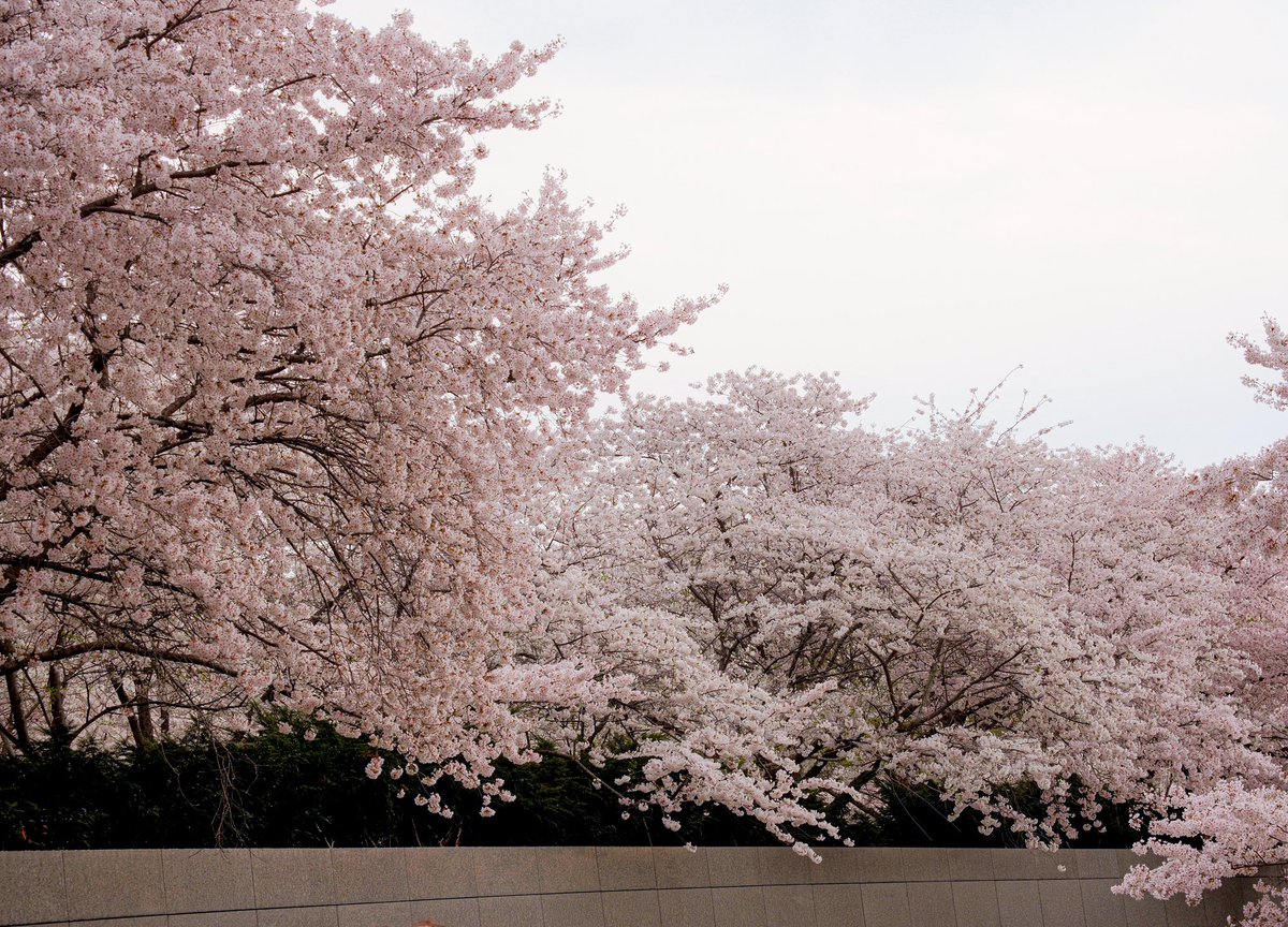 norahpatrick's tweet photo. Saturday peak bloom at the tidal basin @capitalweather https://t.co/o6VrBQDmXB