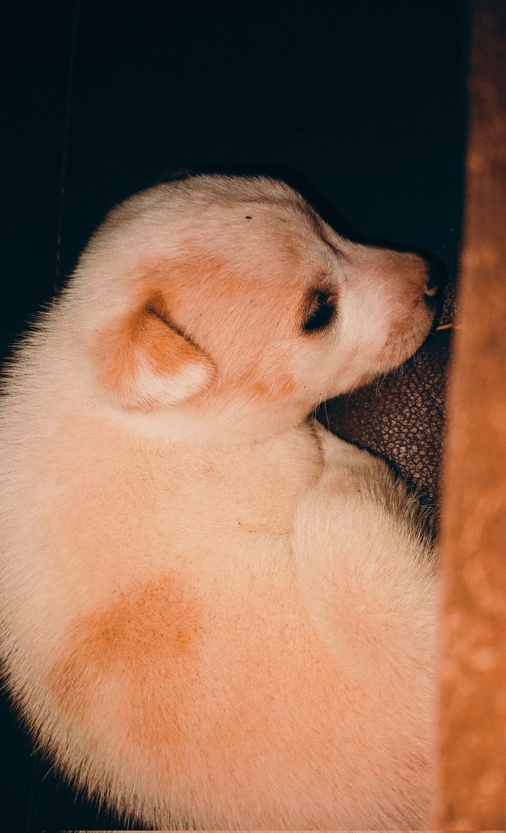 🥺