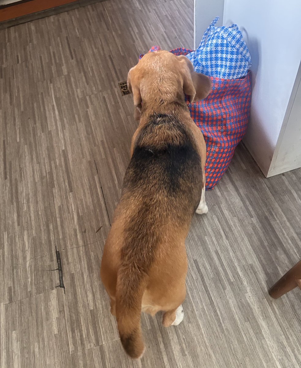 Un minuto dejo las bolsas de mercado y mi #beagle hurta lo primero que encuentra 🙄