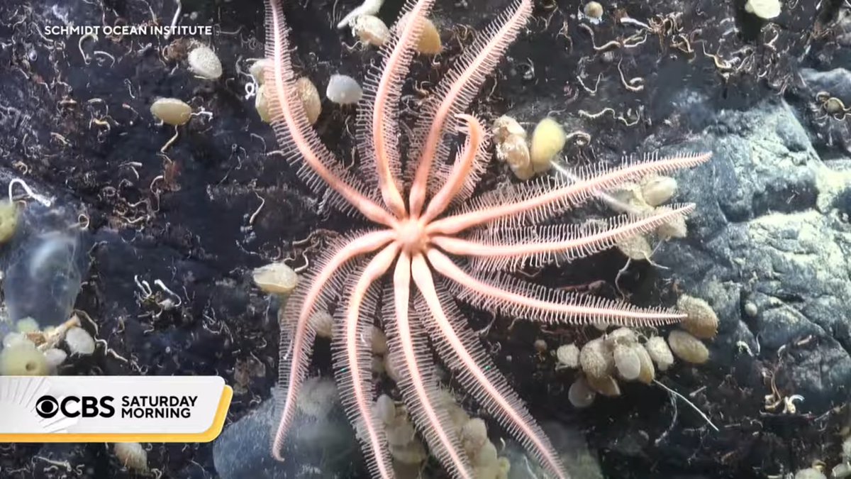 truthcrimefan's tweet image. Absolutely incredible, y'all! 

In January, a giant piece of ice broke off from an Antarctic ice shelf, revealing a seafloor ecosystem that has never been accessible to humans."

#NeverBeforeSeen 
#BeneathTheIce #sealife #life