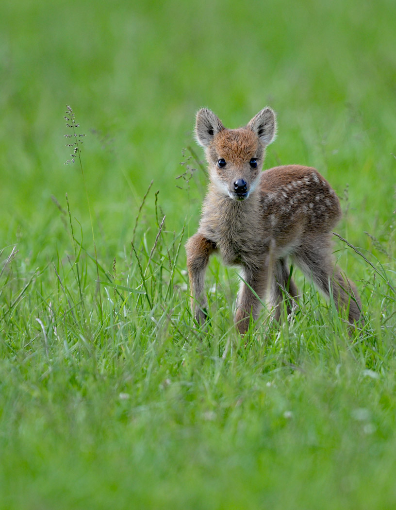 the baby is fuzzy