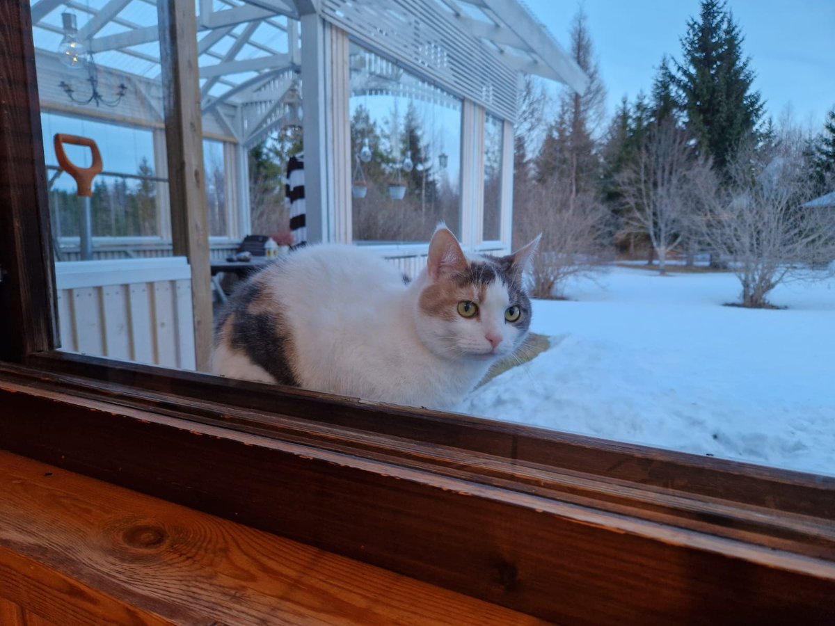 Meillä mummoison valvonta toimii. Äitini istuu olohuoneen sohvalla ja Vieno tuli tarkistamaan ikkunan taakse. Sisälle se ei vahingossakaan tule. Kurkistaa välillä oikein, että onhan kaikki ok. Vieno-vahtikatti❤️
#Vienojutut #Sormulanmummola