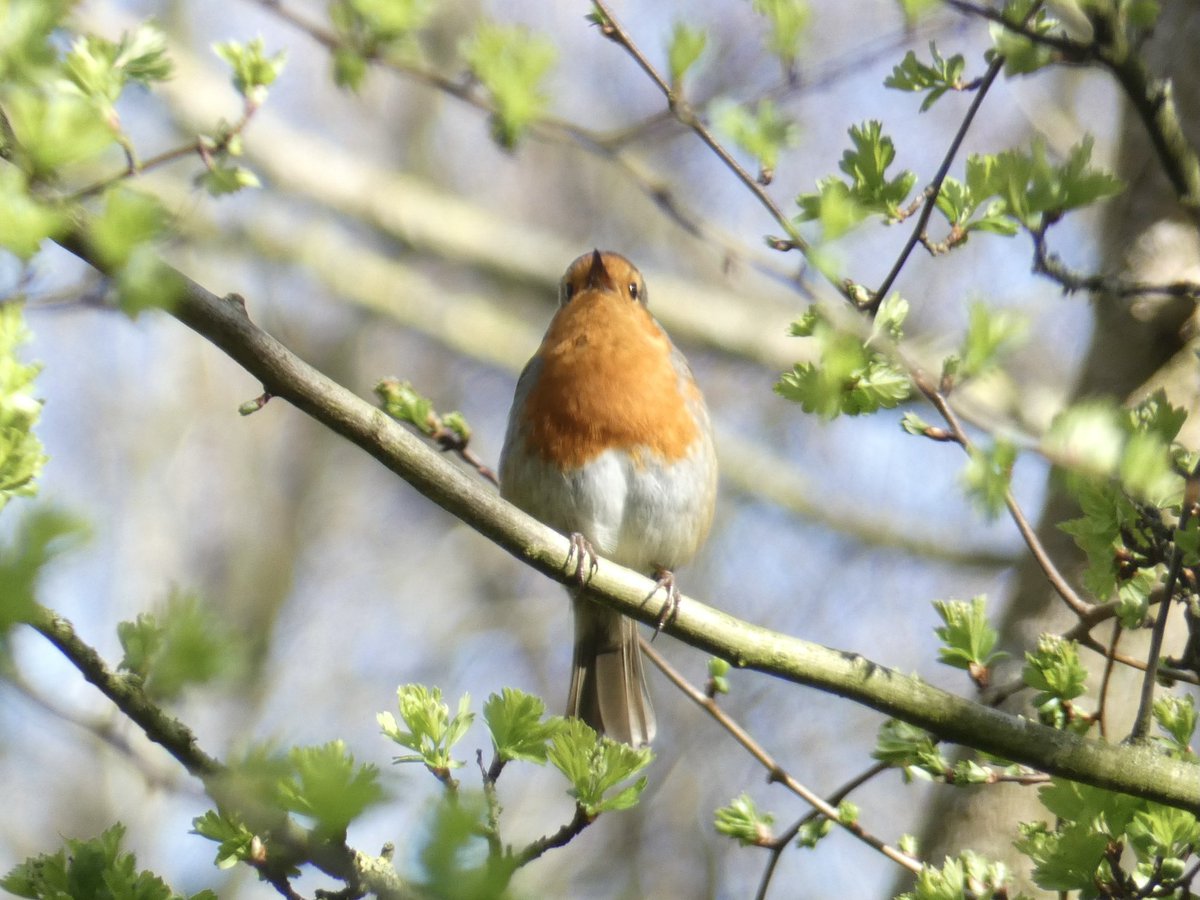 Chris4Patches's tweet photo. It was a real honour to team up with @FriendsQueslett &amp; @_BTO @JamieHicken and lead a walk to celebrate spring &amp; @BOSFonline’s 20th Anniversary 😎

I always celebrate with songs and the birds of Queslett Nature Reserve provided a symphony that charmed this wonderful gathering! https://t.co/Jd9HOZQj1B
