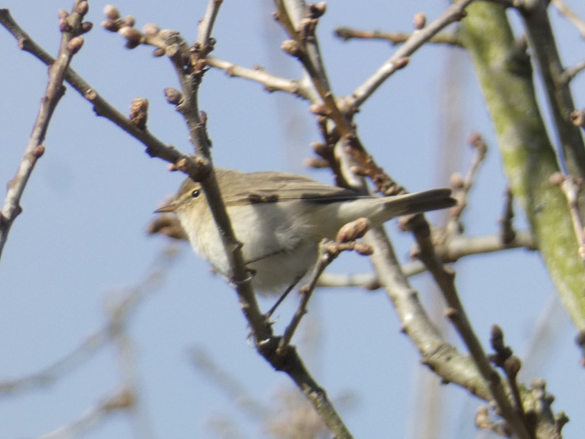 Chris4Patches's tweet photo. It was a real honour to team up with @FriendsQueslett &amp; @_BTO @JamieHicken and lead a walk to celebrate spring &amp; @BOSFonline’s 20th Anniversary 😎

I always celebrate with songs and the birds of Queslett Nature Reserve provided a symphony that charmed this wonderful gathering! https://t.co/Jd9HOZQj1B