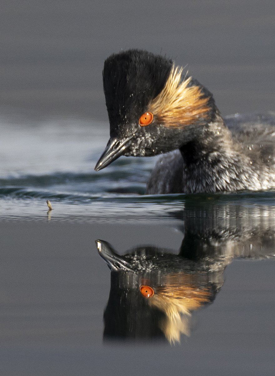 Peter alan coe tweet media