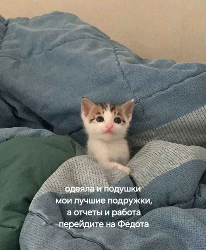 🐸жабья принцесса👑 tweet media