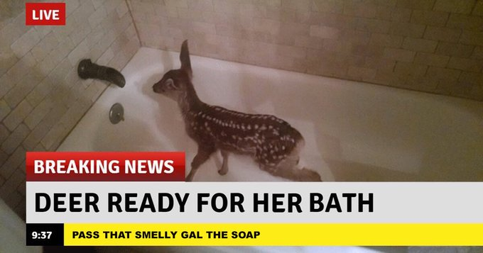 fawn tweet media