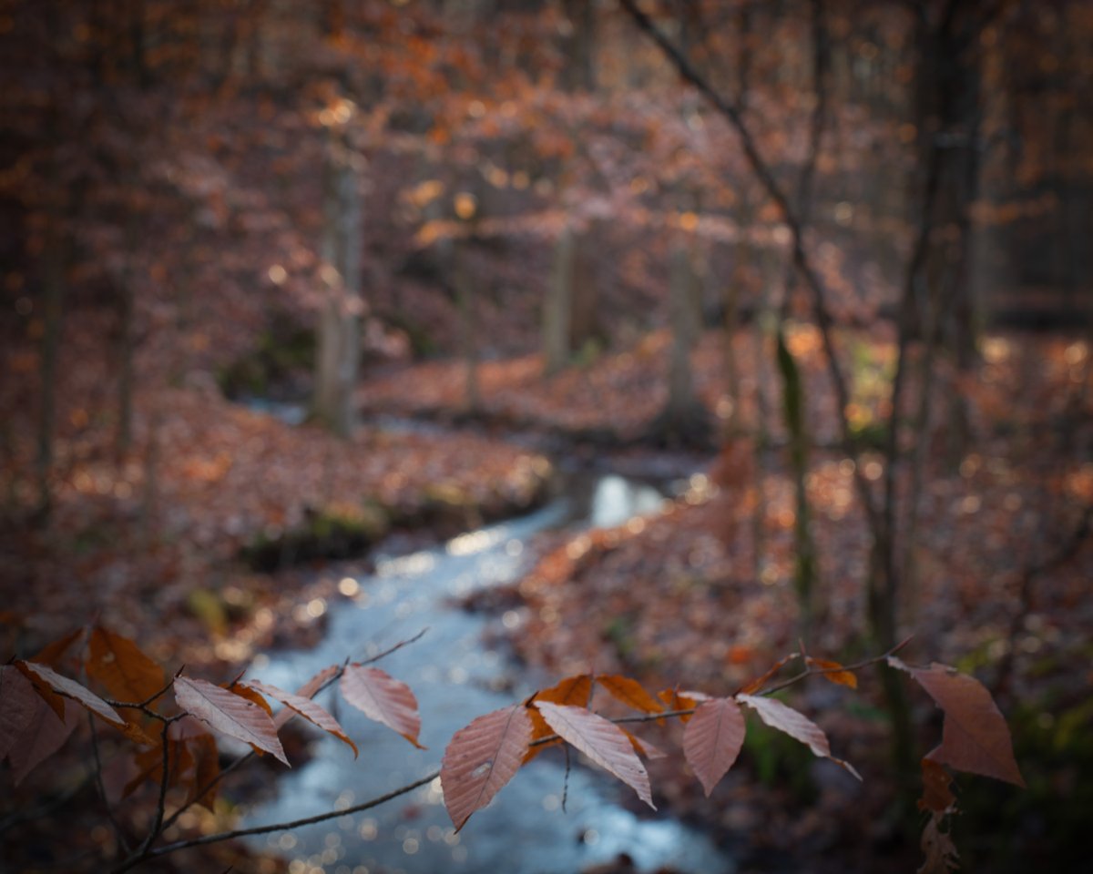 lensscripts's tweet image. Stillness in the woods at sunrise 🍁🌄

#JohnstonWoods #VisitTennessee #Creekside #PeacefulNature #EarlyMorningLight #TrailPhotography #NatureWalks #LandscapePhotography #OutdoorTennessee #ExploreTN #HikingTennessee #SonyAlpha #SonyA7IV #SouthernHikes #RuralLandscape #WinterLight