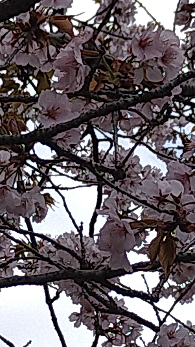 おはようございます！
今日の東京は☁
ようやく🌸がさきはじめましたね！
明日から新年度の始まり、そして新入社員が入社する日でもあります！
今からワクワクしてます😀

#企業公式が地元の天気を言い合う 
#企業公式相互フォロー