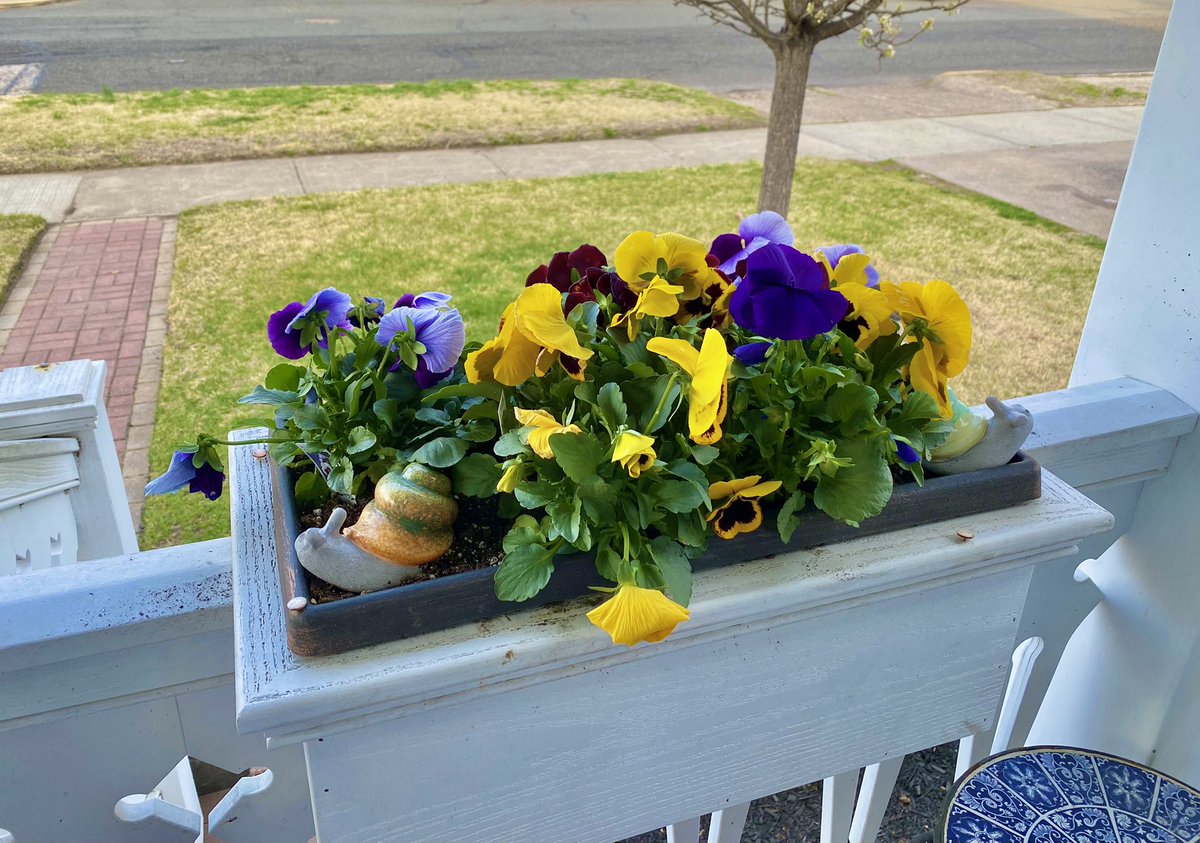 Thank you for your planter pictures, Veronica E! You did a great job with your Pansy purchase!