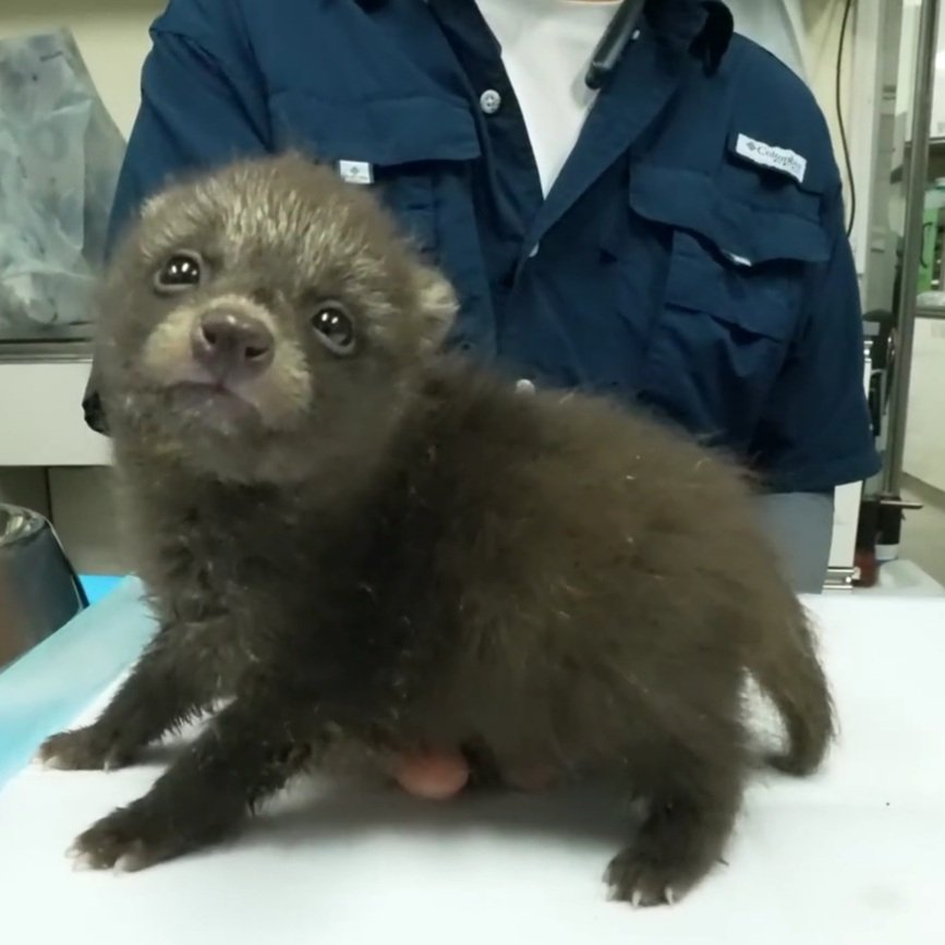 왜냐믄 새끼너굴 이렇게 생김