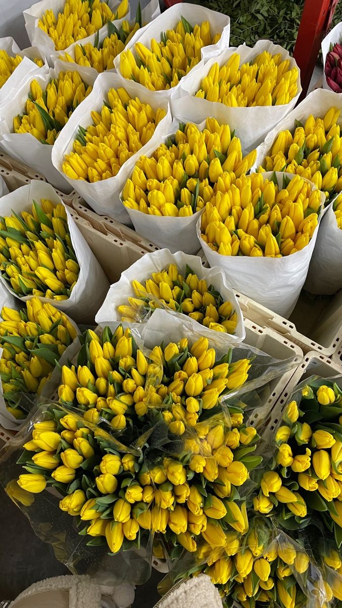 yellow tulips