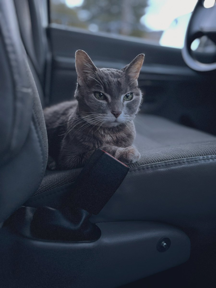 Miss Hissy Pissy tweet media