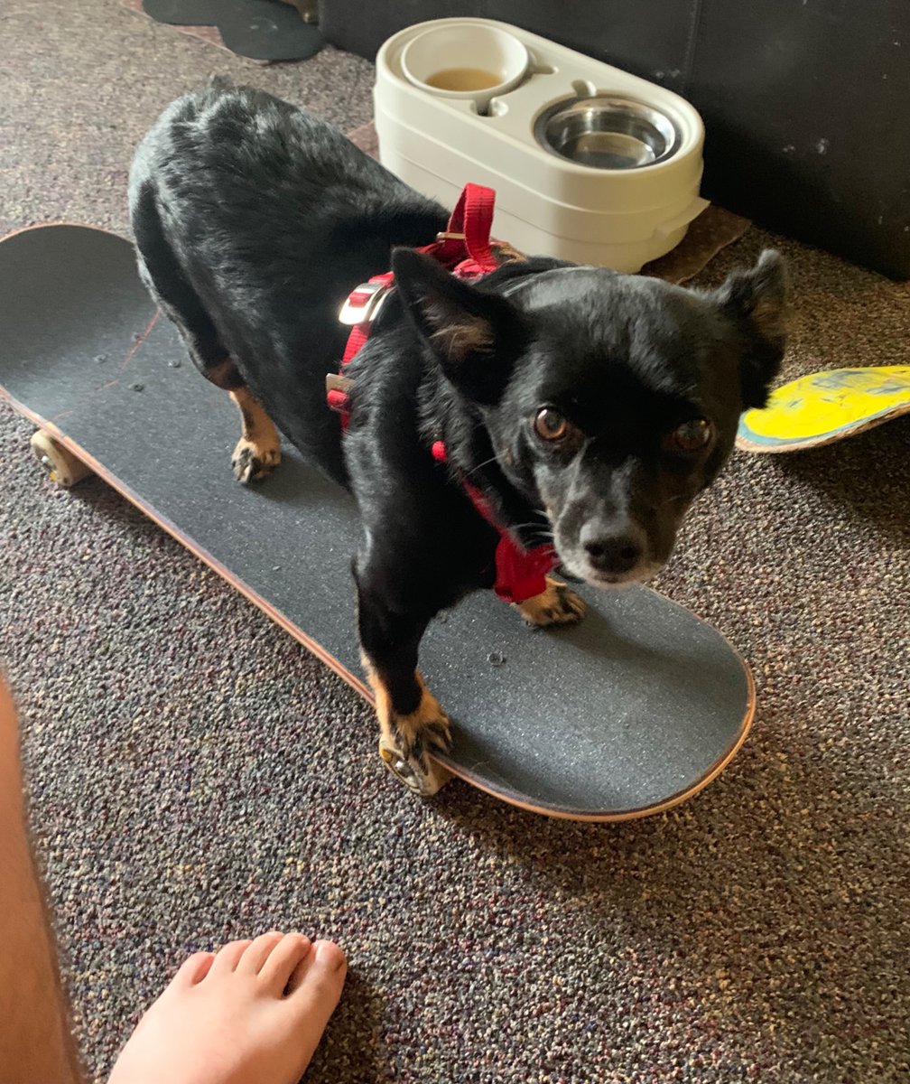 DariusVojdani's tweet image. Meet my doggie “ Cheech” !  😎 He’s helping me looking for singles wanting to chat or explore fun and exciting stuff together sometime, but I’d like to eventually meet up and hang out if that sounds fun let me Know!