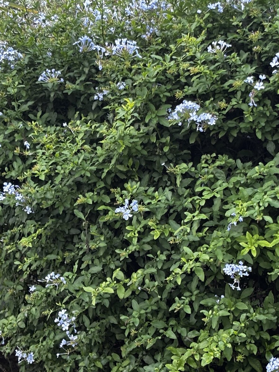gatvolinthecity's tweet image. In #nature #green with #blueflowers