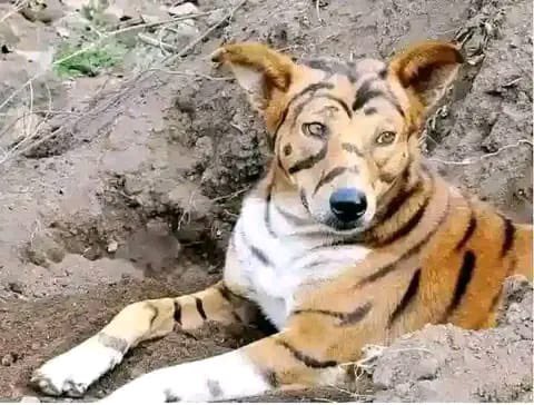 Police in Nyamira are searching for  Onsombi a 32 year old man who painted his dog to look like a tiger to scare loan recovery officers after defaulting to pay the loan of Ksh 50,000 . It is said that Onsombi borrowed the loan from a Savings Sacco to pay for his wife's dowry