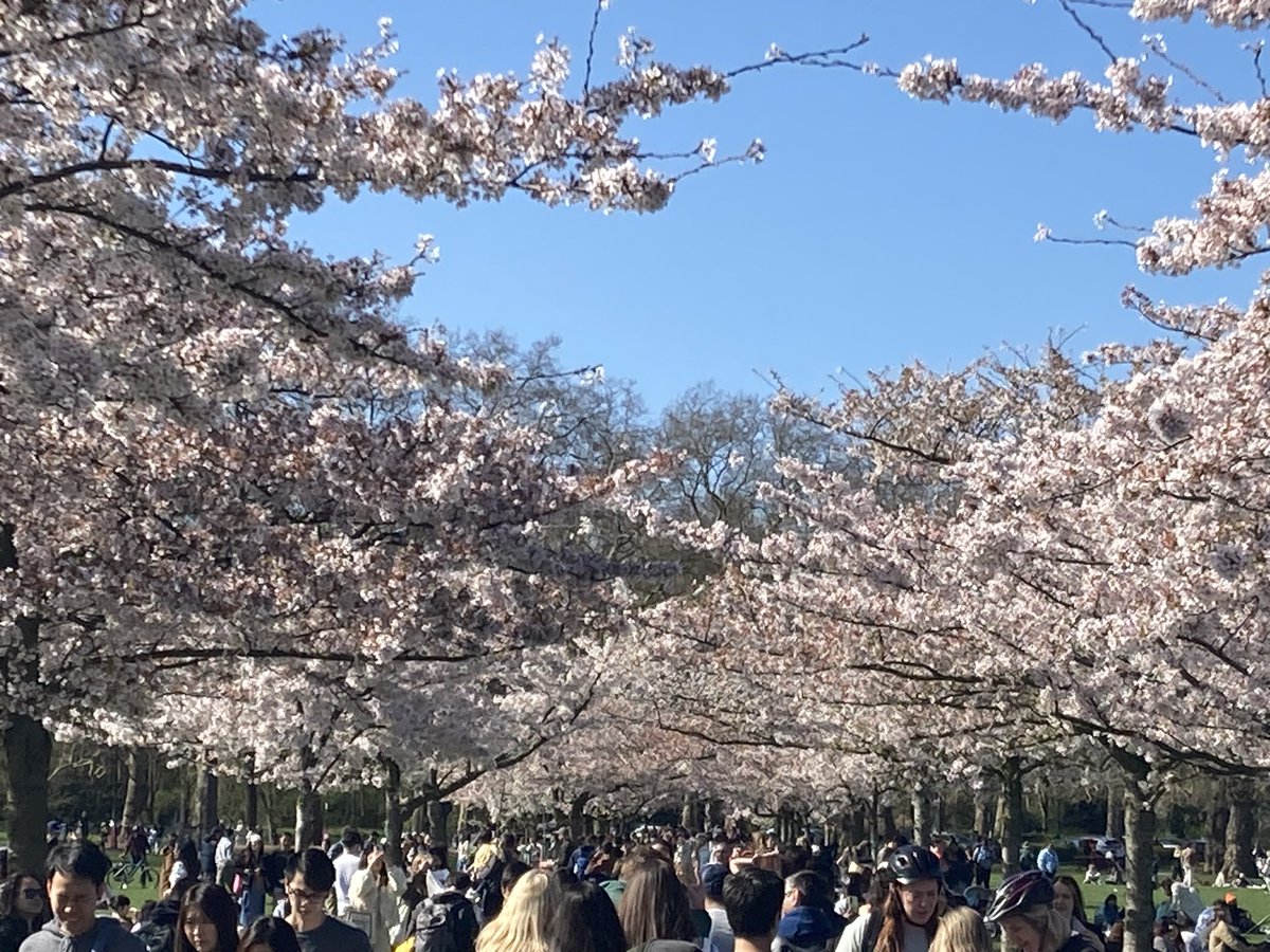 Beautiful cherry blossoms at Battersea Park !!! 🌸🌸🌸