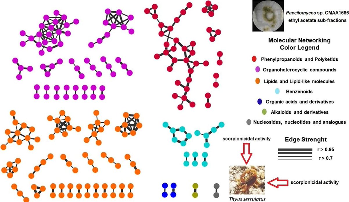 samevet's tweet photo. Scorpionicidal activity of secondary metabolites from Paecilomyces sp. CMAA1686 against Tityus serrulatus - José Brites-Neto et al., 2021. Journal of Invertebrate Pathology - Elsevier https://t.co/sGQclwkbQT https://t.co/5o5eOzmBBx