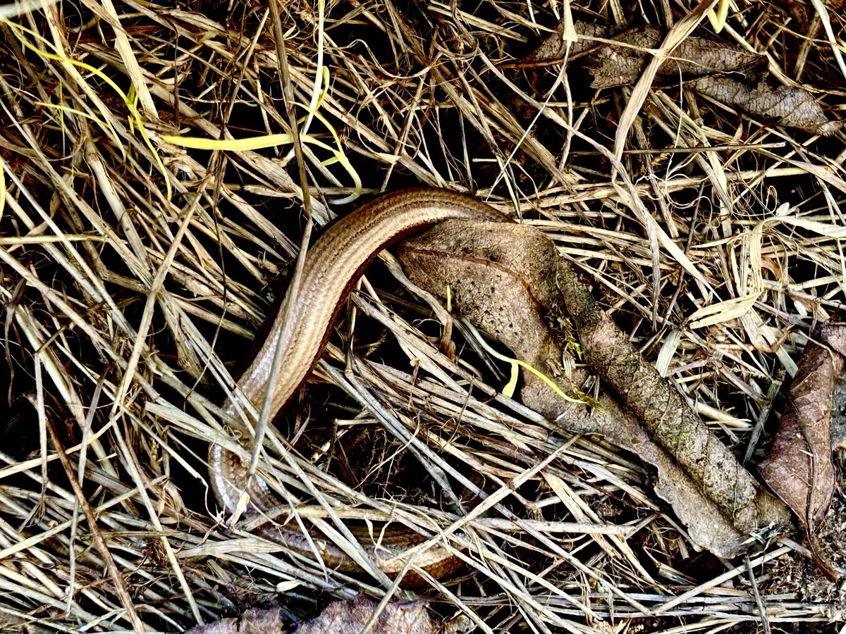Neidr ddefaid gynta’r flwyddyn. First slow worm of the year.