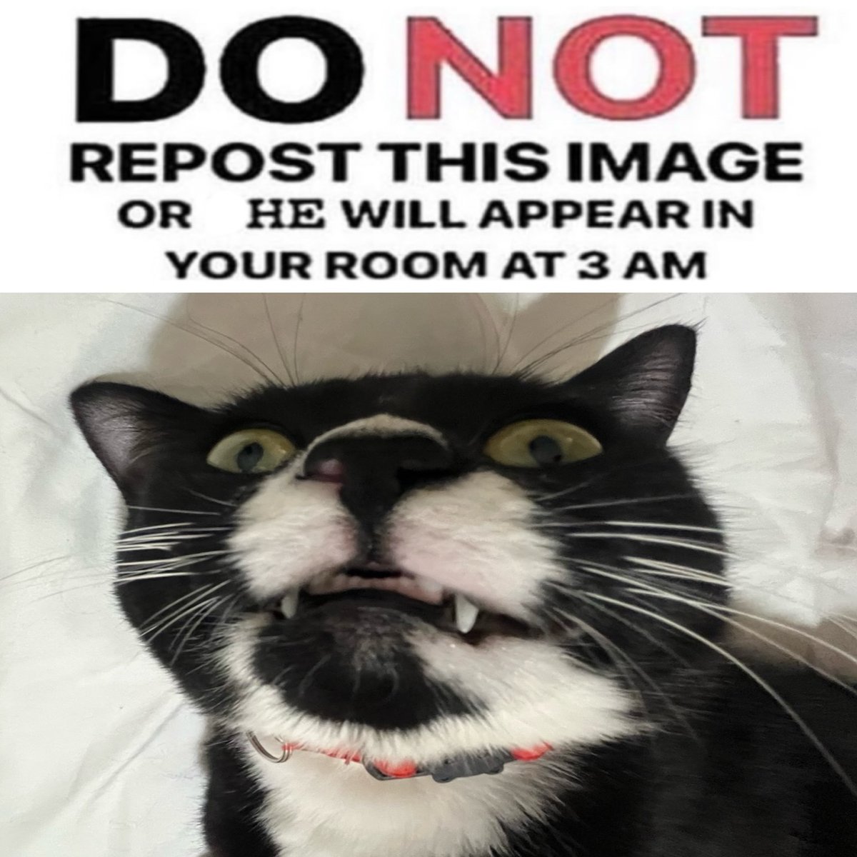 Punch Cat (@punchingcat) on Twitter photo 