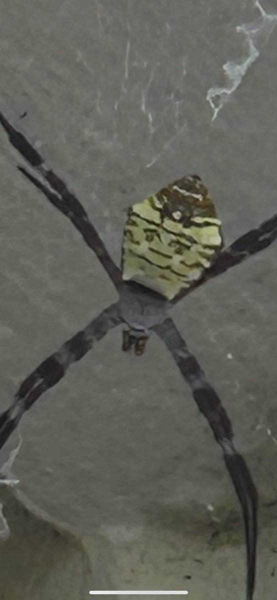 Saw this cool spider in Thailand a few weeks ago. Look at his face!!!