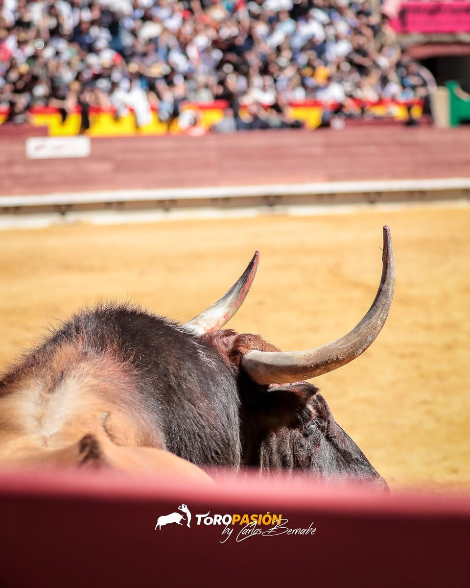 𝑰𝒗𝒂́𝒏 𝑪𝒐𝒍𝒐𝒎𝒆𝒓 tweet media