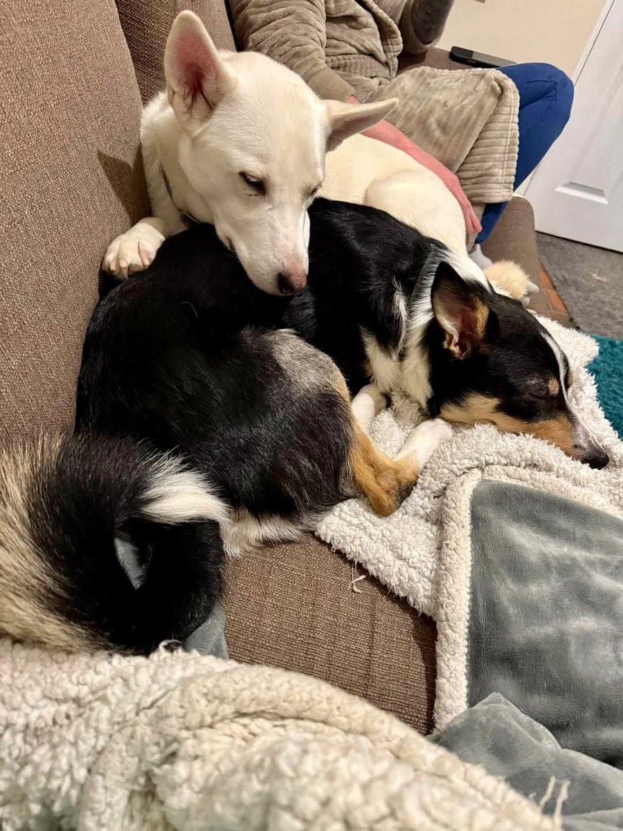 SavingStraysUK's tweet photo. #dog #doglover #dogoftheday #doggy #savingstrays #bosnianstray #adopted #dogsuk #savealife #rescued #rescue #rescuedog #streetdog #rescueddogs #formerstray #happytails #streetdogsofbosnia #becauseeverylifematters https://t.co/UOmV7HpQjK