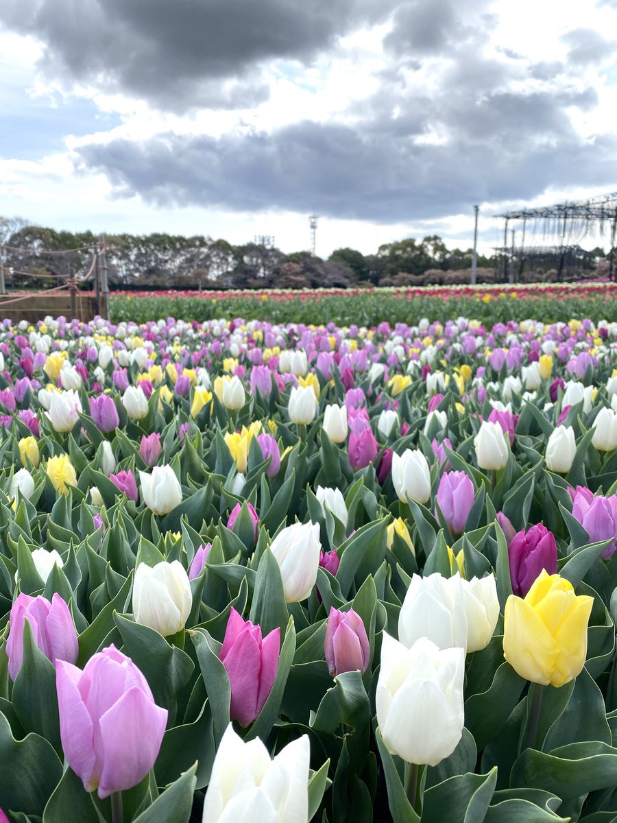 syya518's tweet photo. ランドセル姿の写真撮りに来てる子がたくさんおりましたわ。 https://t.co/qexdSOJyrC