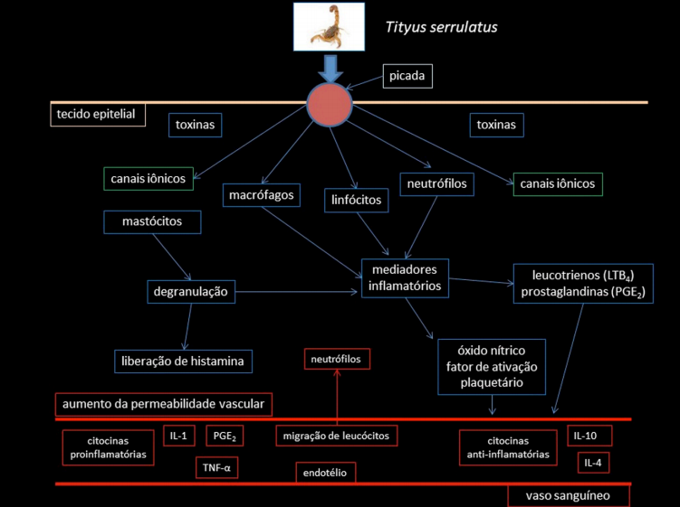 samevet's tweet photo. Aspectos Clínicos e Terapêuticos do Envenenamento por Escorpiões em Cães e Gatos - José Brites-Neto, 2019. Journal of Veterinary Science and Public Health
https://t.co/P1evhXbUiV https://t.co/XTtuEUZiJA