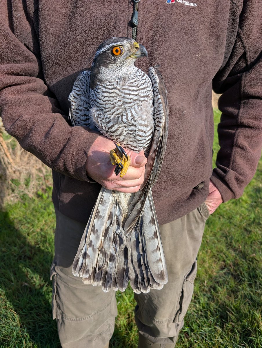 Today we had the incredible experience of an adult male Goshawk gracing our nets. Science apart, it is one of the most magnificent birds I have ever ringed in the UK. We fitted him with a coded colour ring, we think he is the male of a nest we monitor. We will know for sure soon!