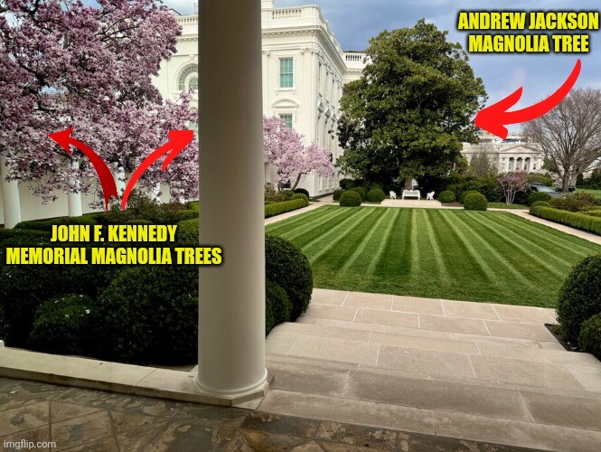 TruSwedeman's tweet photo. @anotherkimber
More #Magnolia Comms?
Andrew Jackson Magnolia Tree to be removed.
#WitnessTree
#AndrewJacksonMagnolia https://t.co/Q7lNFMkCEK