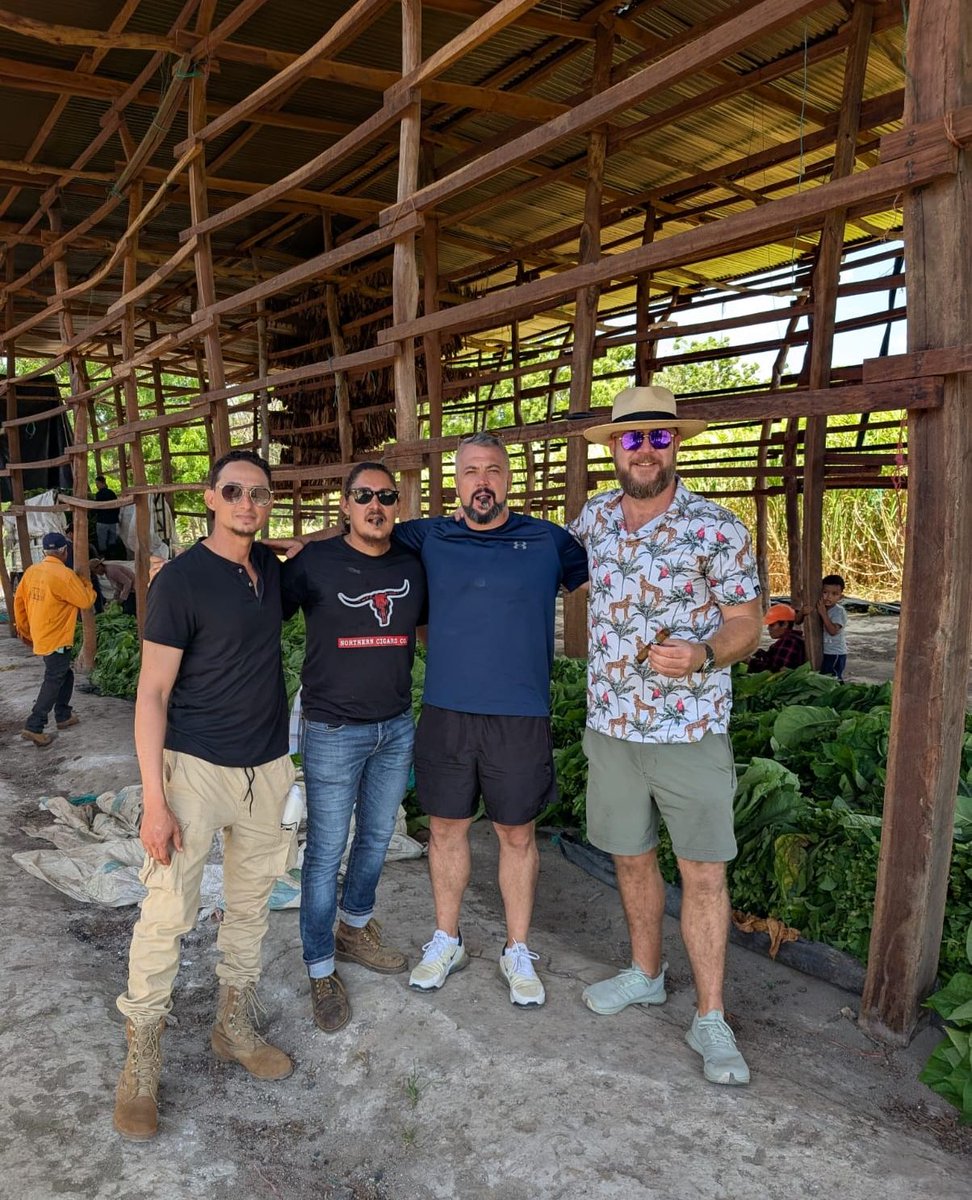 Checking out the latest crop of Ometepe tobacco from @northern_cigars