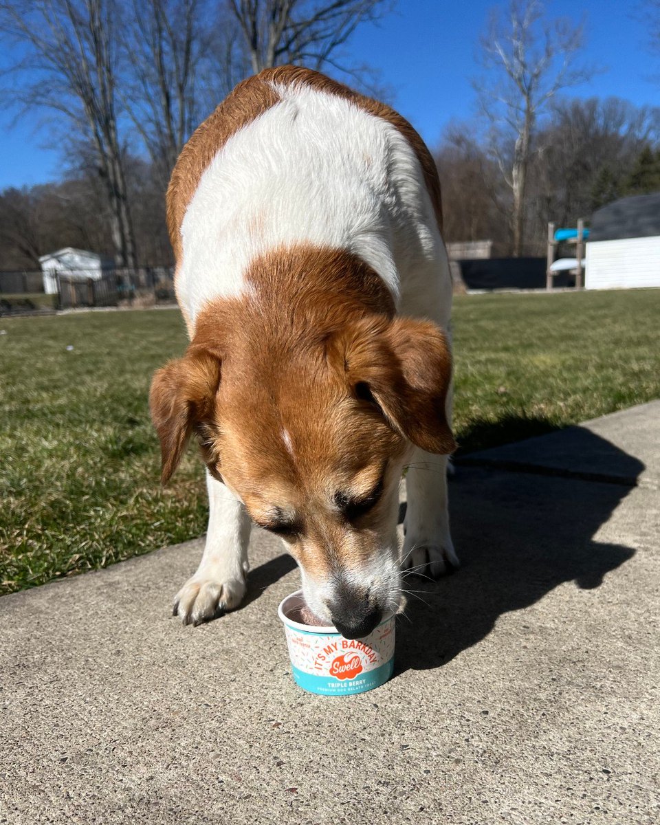 SPCAINT's tweet photo. Exciting news! 🎉 Swell Gelato is now in 1,000 locations! Thank you for supporting SPCA International! Find a store: https://t.co/vDkN0eGxPj. #SPCAI #SwellGelato #DogTreats #PetLovers #GelatoForDogs #SPCAInternational https://t.co/ocNlMWcZ0M