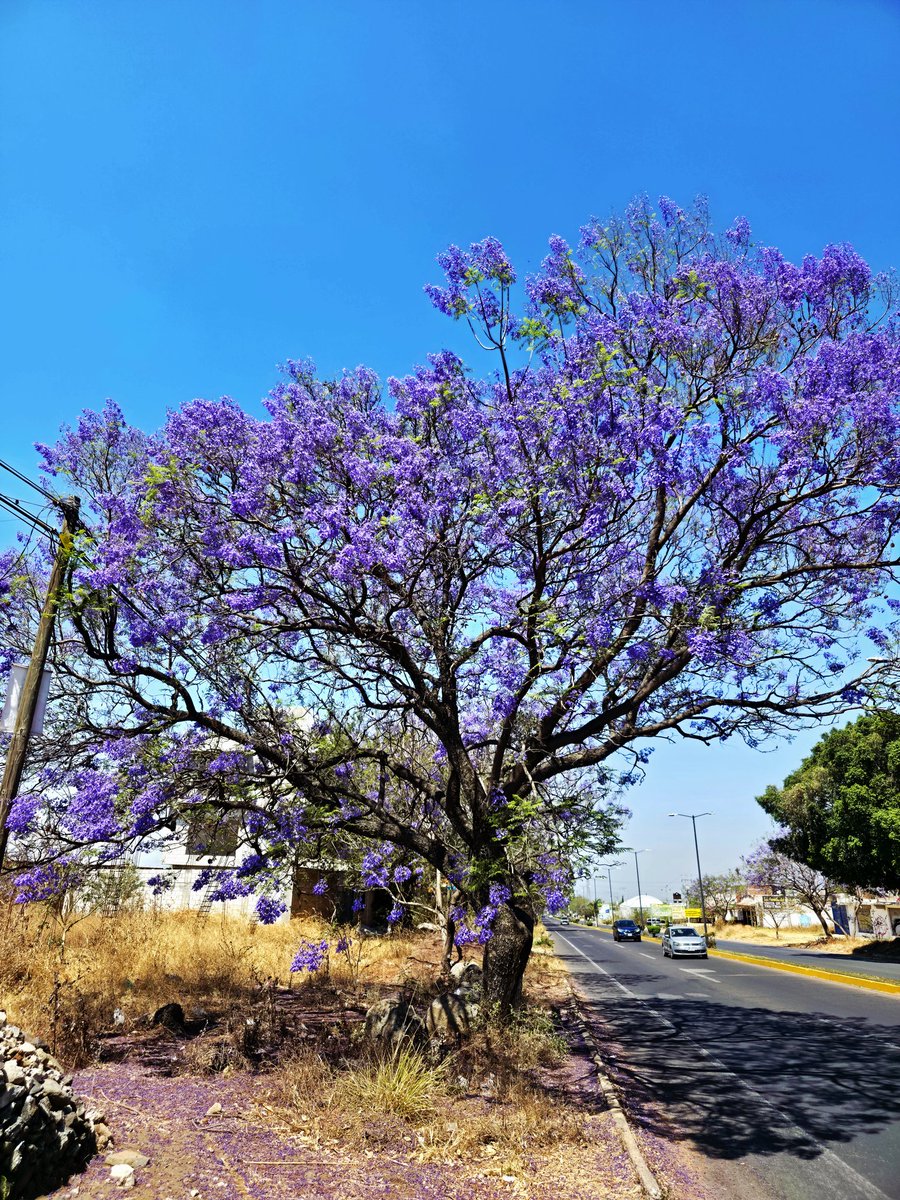 IntegraMNT's tweet photo. #jacarandazteca @RicardoBSalinas @JorgeNikaidoB @MLMSalinas  yexapixtla morelos https://t.co/p4PaFluuTc https://t.co/70xZuM0wrm