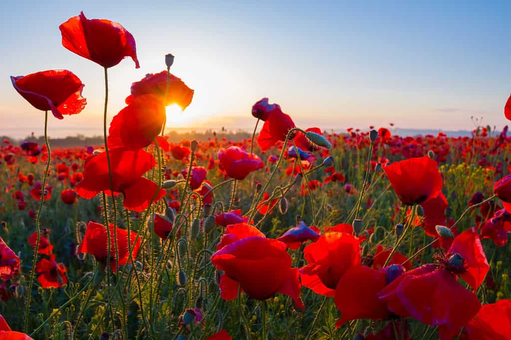Like flowers striving for sunlight, embrace challenges and nurture your potential to bloom into your best self, finding beauty and resilience in every stage of growth.